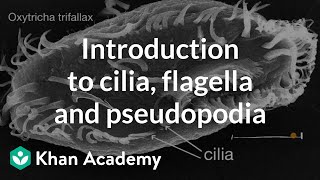 Introduction to cilia flagella and pseudopodia  Cells  High school biology  Khan Academy [upl. by Michella]