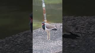 Red wattled lapwing please like share and subscribe 🙏🏻 [upl. by Caine]