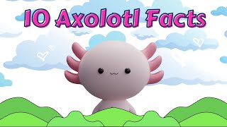 10 Axolotl Facts Learning about animals is FUN [upl. by Leffert]