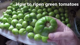 How to ripen green tomatoes off the plant [upl. by Ofloda]