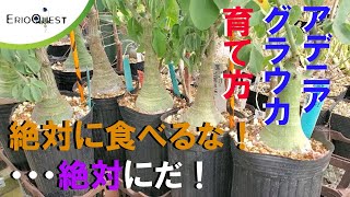 【解説】アデニア グラウカの育て方 Adenia glauca [upl. by Meekah]