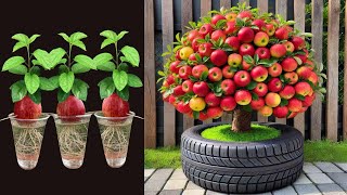 LIVE 🔴 How To Grow Apples Trees From Apples Fruits  growing apples plants from seed [upl. by Meunier]