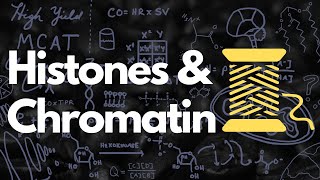 Histones Nucleosomes Chromatin Euchromatin and Heterochromatin  MCAT [upl. by Arrec]