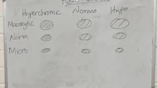 RBC INDICES [upl. by Orella]