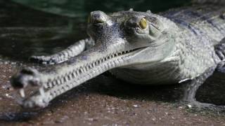 Gharial Conservation at the Bronx Zoo [upl. by Lumbard]