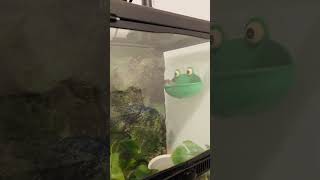 Frog croaking 🐸 road500subs frogs naturelovers [upl. by Suiratnauq920]