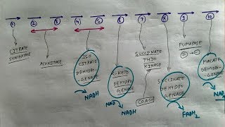 Krebs Cycle  Part 2  How to Remember its Enzyme  The Charsi of Medical Literature [upl. by Neved]