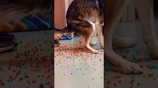 Dog Eats Orbeez and Leaves Everyone in Stitches at the Vet [upl. by Kobylak795]