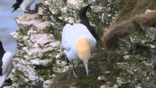 Vogelfelsen Bempton Cliff  England  Yorkshire [upl. by Mcdermott695]