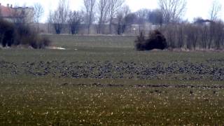 Redbreasted Geese in Bulgaria January 2017 [upl. by Darton]