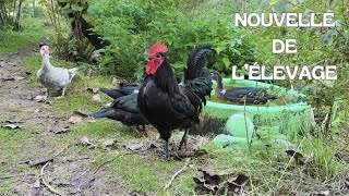 GROSSE NOUVELLE de tout lélevage [upl. by Retsam]