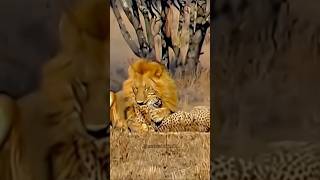 “Dominance Display Two Male Lions Feast on Fallen Cheetah” [upl. by Margalo]