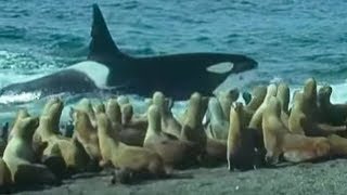 Killer Whales vs Sea Lions  Attenborough Trials of Life  BBC Earth [upl. by Nesmat]