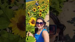 Sunflower field trip in Canada 🇨🇦Photo shoot in sunflower fieldpose ideas in🌻fielddress ideas [upl. by Fonseca760]