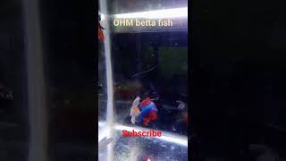 OHM BETTA FISHFISH BREEDING LBbettas FARM [upl. by Angelia379]