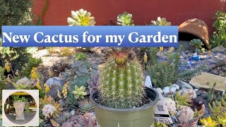 Planting Trichocereus Grandiflorus and Kalanchoe Blossfeldiana in my Garden [upl. by Aseram]