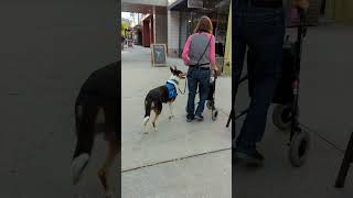 Before Entering a Store with a Service Dog in Training [upl. by Cloutman]