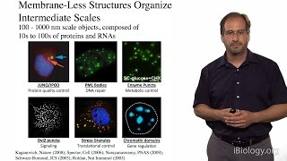 Michael Rosen UT Southwestern  HHMI Cell Organization on Micron Length Scales [upl. by Wende]