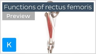 Functions of the rectus femoris muscles preview  Human 3D Anatomy  Kenhub [upl. by Eerdua]