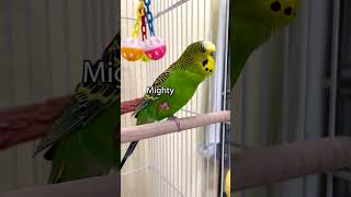 Mighty Squawk  Boba the Budgie  Talking Parakeet [upl. by Zenitram151]