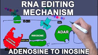 Mechanism of RNA Editing  Site Specific Deamination [upl. by Gillead658]