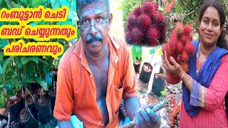 ആർക്കും റംബുട്ടാൻ ബഡ്ഡിംഗ് ഈസിയായി ചെയ്യാം How to do Budding Rambuttan Plant Krishi Lokam [upl. by Winthrop769]