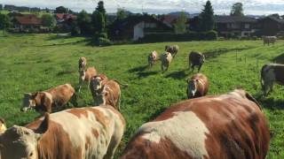 Jungvieh beim Frühsport auf dem Salenberghof im Allgäu [upl. by Hilliard1]