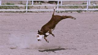 Rodeo Roping  Cruelty Exposed [upl. by Fernando146]