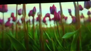 Pipilotti Rist artistvideo art [upl. by Avik]