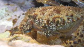 Eriphia verrucosa  Warty crab [upl. by Tavey]