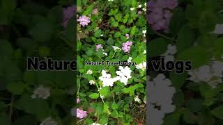 Star flowerBeautiful flower beautyfulflowersytstudioshortvideoshortyoutubviral [upl. by Aliuqat]