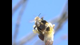 Grote koekoekshommel Bombus vestalis koningin lastig gevallen door mannetjes van de grote zijdebij [upl. by Silera]