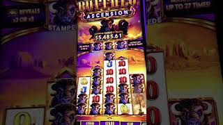 5 Super Stampede Buffalo Ascension Massive Jackpot Handpay Lucky Slot Machine [upl. by Carrol]