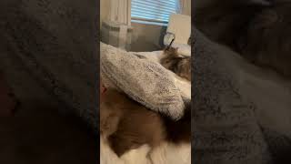 Arizona Cuddly Ragdoll Cats  Cute Coco the Cat is a Cuddly Ragdoll shorts [upl. by Liva821]