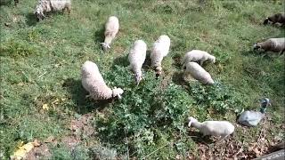 🐑 Sheep Sound A herd of grass eaters  Sonido de las ovejas [upl. by Dougal]