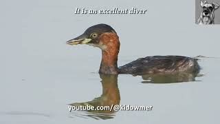 LITTLE GREBE swimming amp diving in the open [upl. by Eugor]