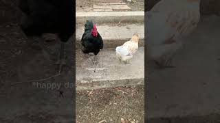 Rooster Meets Hen Reaction 😳 A New Girl to The Flock backyardchickens [upl. by Ardyce822]