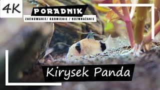 Kirysek PANDA  Kompletny Poradnik 4K [upl. by Rayham809]