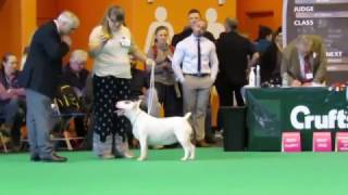 Crufts 2017 Bull Terrier Standard Bitch Female Girl classes World Class dog show showing [upl. by Hanavas]