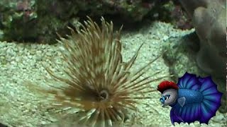 How To Care For Feather Duster Worms [upl. by Aner461]