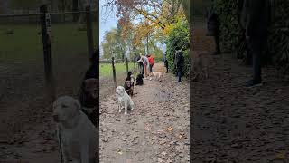 Hundeschule Wolf und Co am 16November 2024 [upl. by Aroon181]