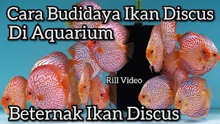 Cara Budidaya Ikan Discus didalam Aquarium Bagi Pemula [upl. by Oravla]