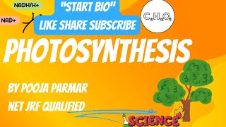 Photosynthesis In Higher Plants  Non Cyclic Photophosphorylation  Cyclic Photophosphorylation [upl. by Rizzo233]