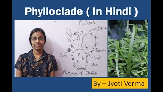 Phylloclade in Hindi  Phylloclade of Opuntia  Phylloclade of Muehlenbeckia [upl. by Nona866]