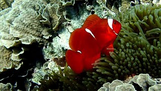 Snorkeling in front of Bunaken Seagarden resort part 2  TG 6 Bunaken Sulawesi 2023 [upl. by Nielson]