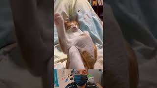 funny cats videos 😁 shorts funnycat funny [upl. by Saito801]