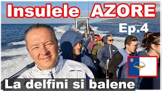 Vizitează balene in Europa Insula Pico din Arhipelagul Azore [upl. by Lewellen]