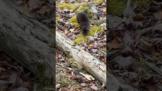 Calling in a mink while deer hunting [upl. by Pelpel]