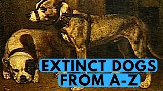 All Extinct Dog Breeds With Pictures from A to Z [upl. by Llehcal]