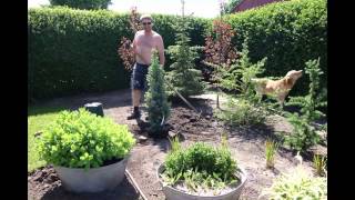 Planting  Picea Pungens Iseli Fastigiata [upl. by Doug]